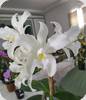 Cattleya amethystoglossa alba